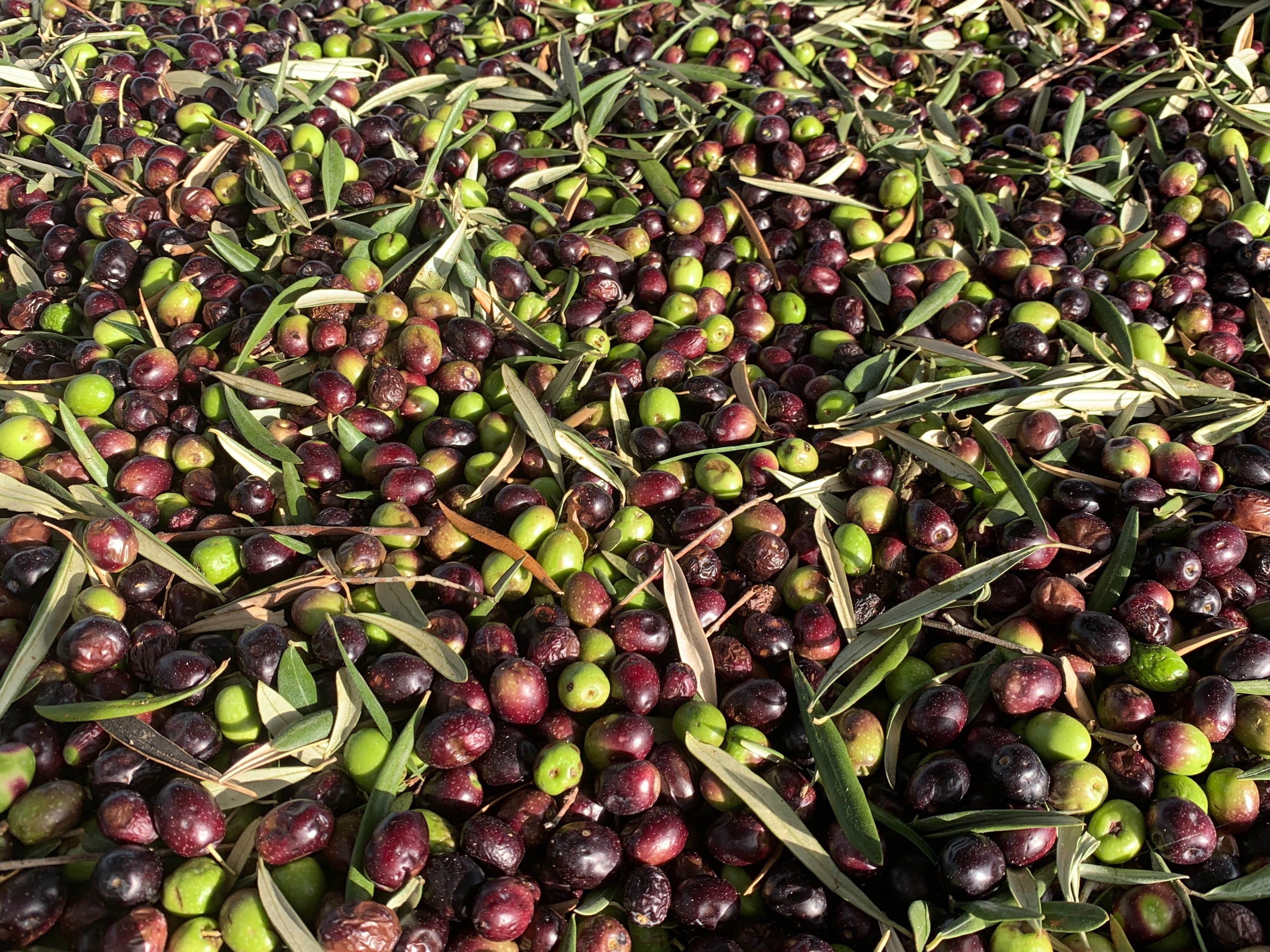Zeytin